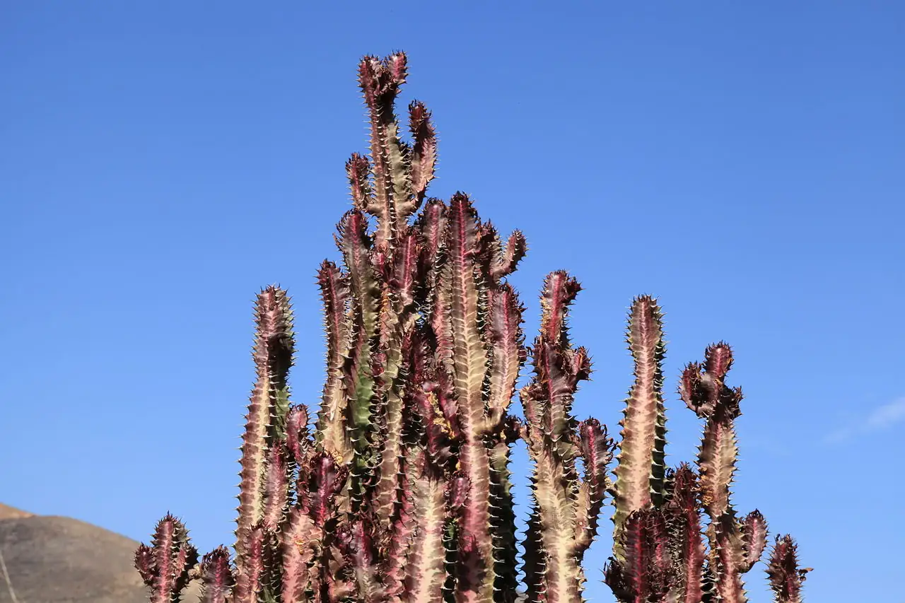 彩云阁 (Euphorbia trigona) — 更多视角