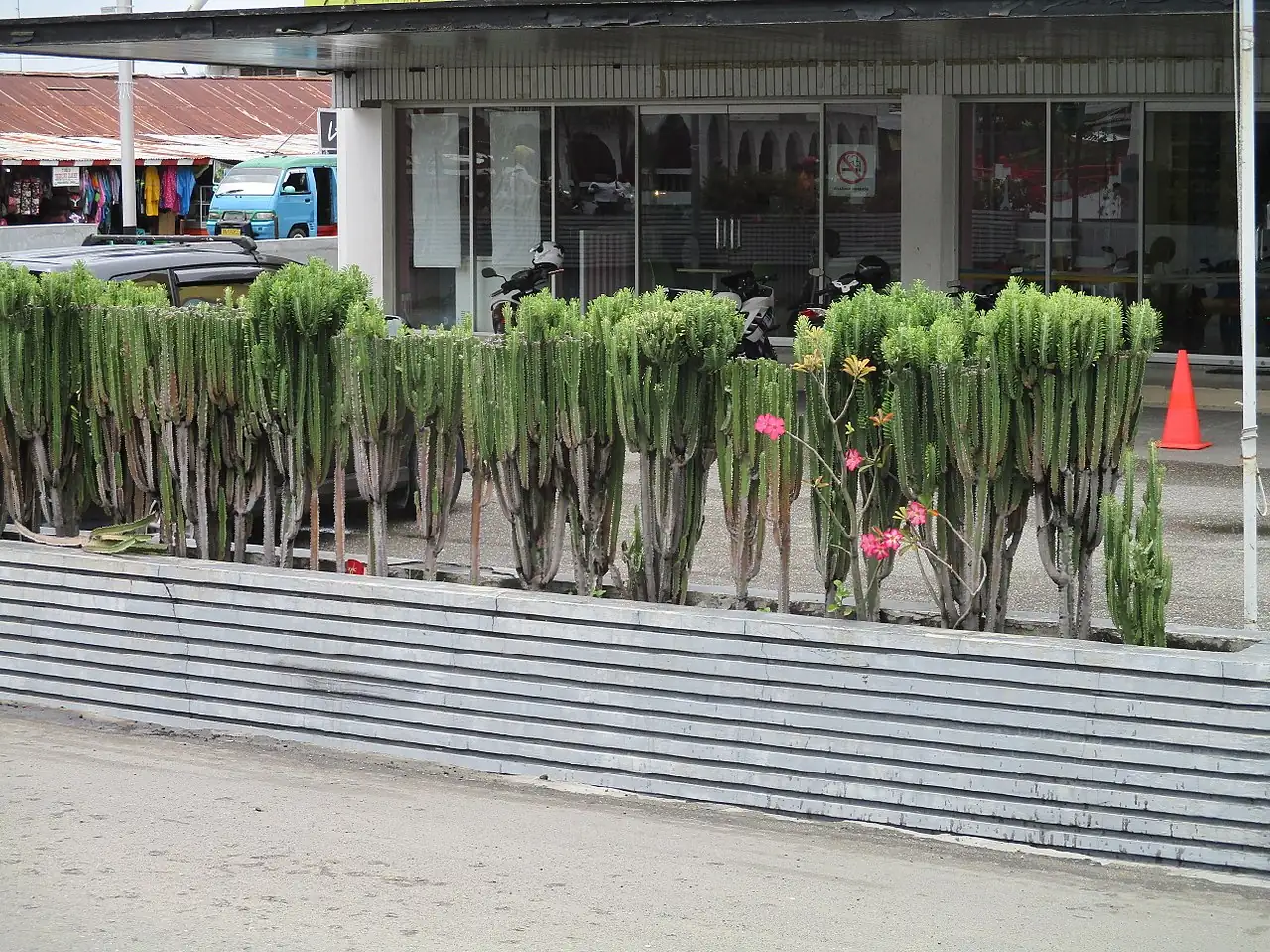 彩云阁 (Euphorbia trigona) — 更多视角