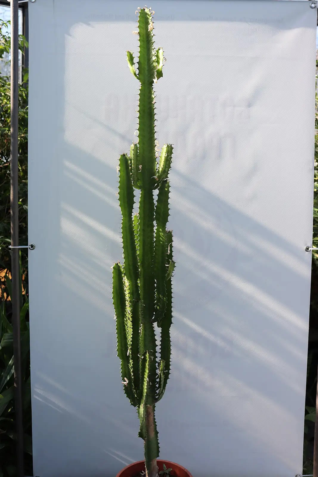 彩云阁 (Euphorbia trigona) — 更多视角
