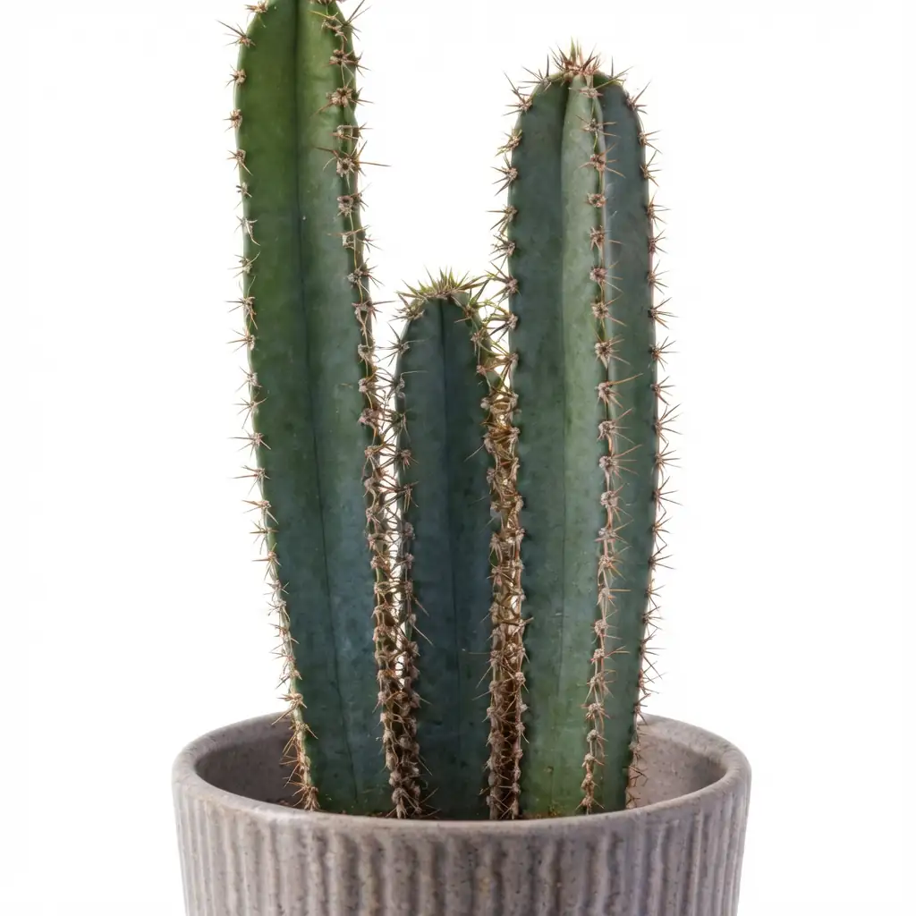福氏仙人柱 (Cereus repandus) — 细节