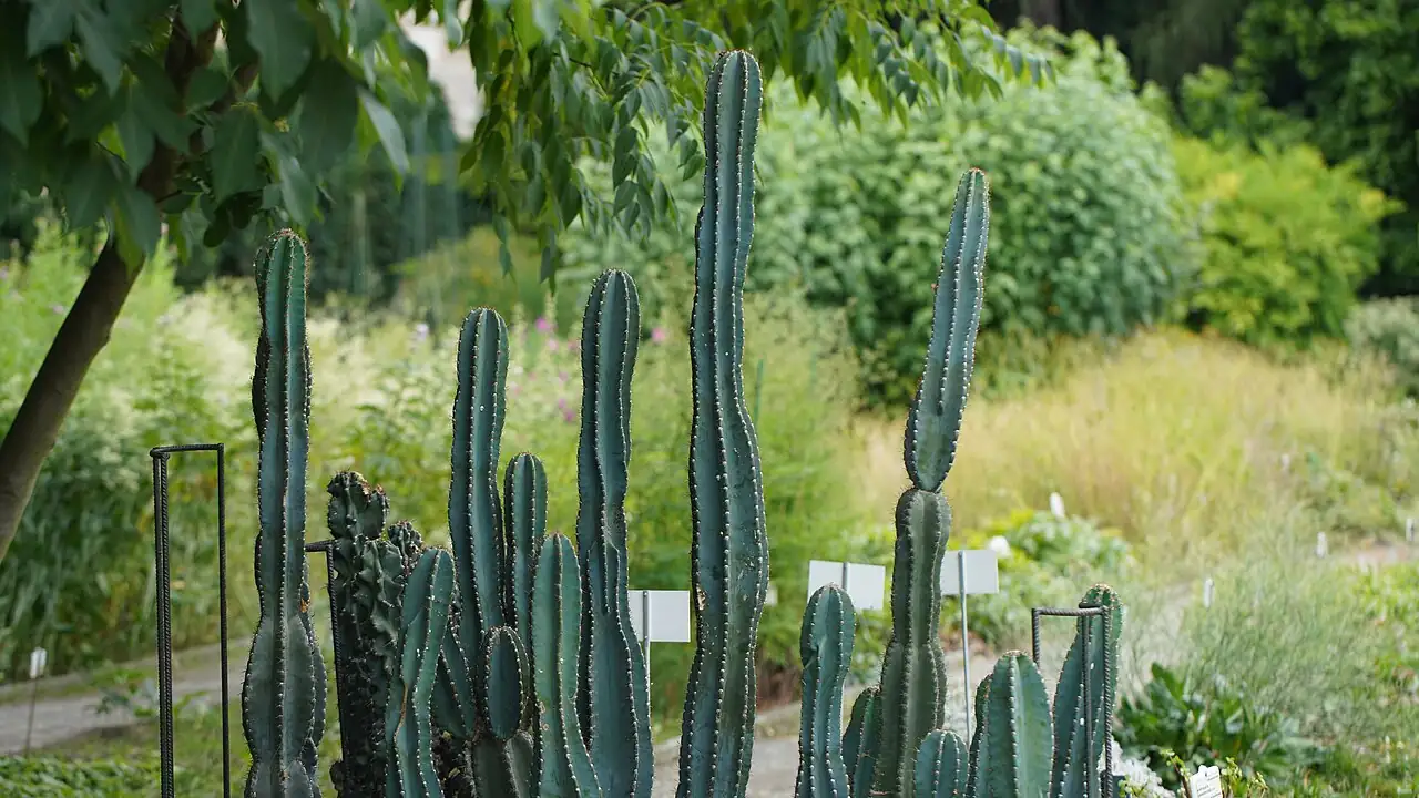 福氏仙人柱 (Cereus repandus) — 环境展示