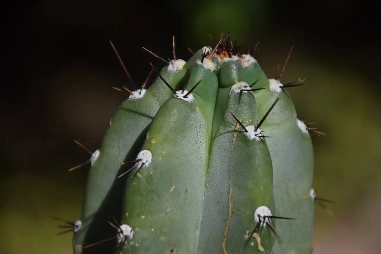 福氏仙人柱 (Cereus repandus) — 主图