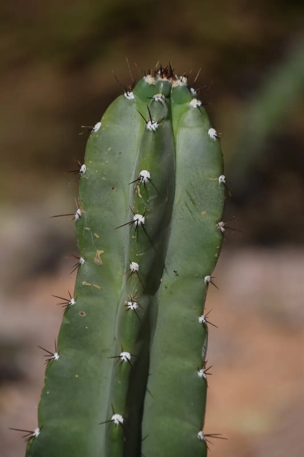 福氏仙人柱 (Cereus repandus) — 特写