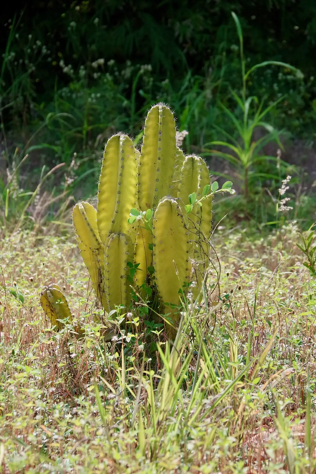 福氏仙人柱 (Cereus repandus) — 更多视角