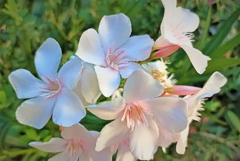 夹竹桃 (Nerium oleander) — 主图