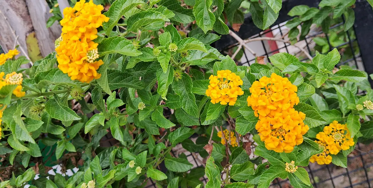 马缨丹 (Lantana camara) — 细节