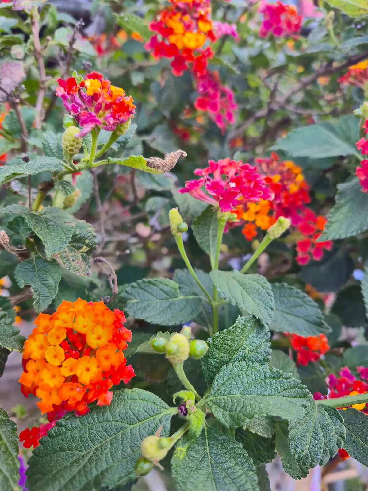 马缨丹 (Lantana camara) — 特写