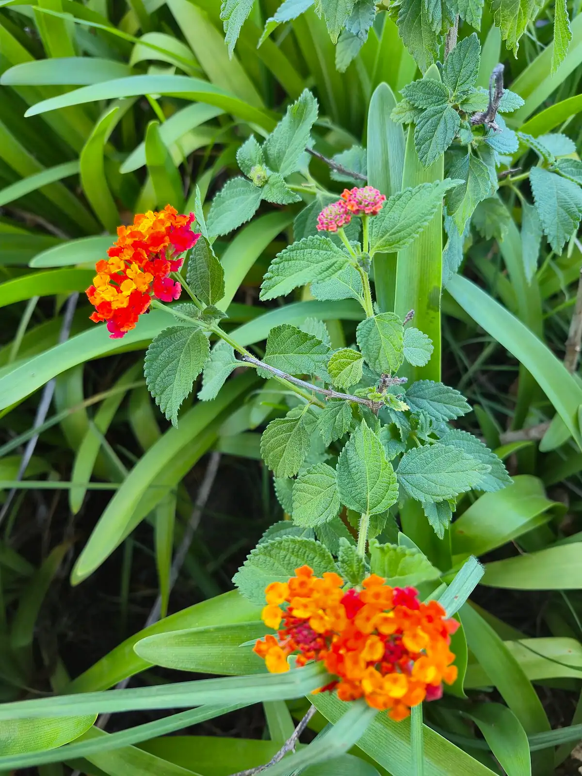 马缨丹 (Lantana camara) — 环境展示