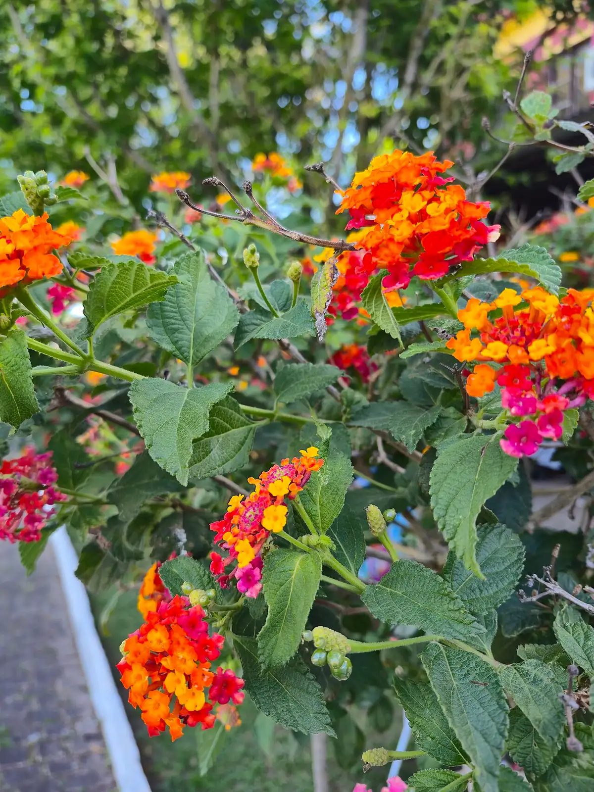 马缨丹 (Lantana camara) — 更多视角