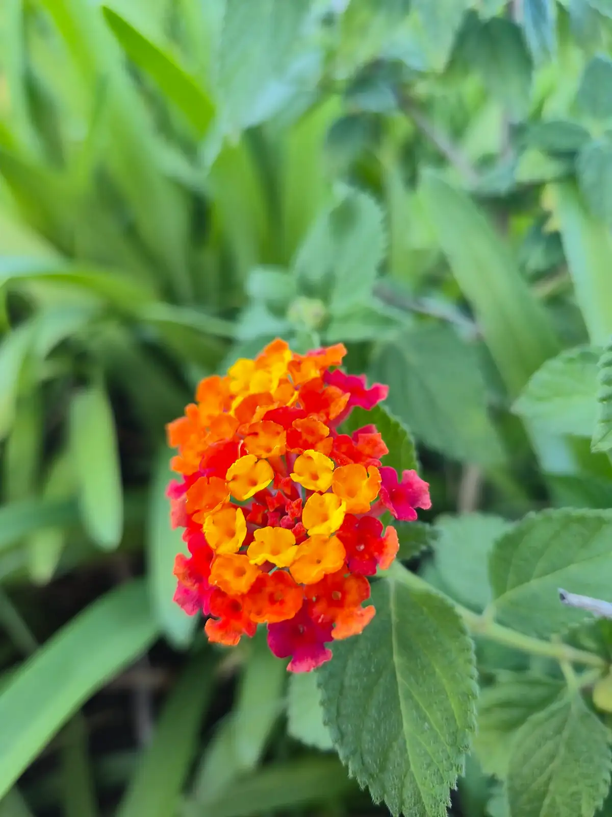 马缨丹 (Lantana camara) — 更多视角
