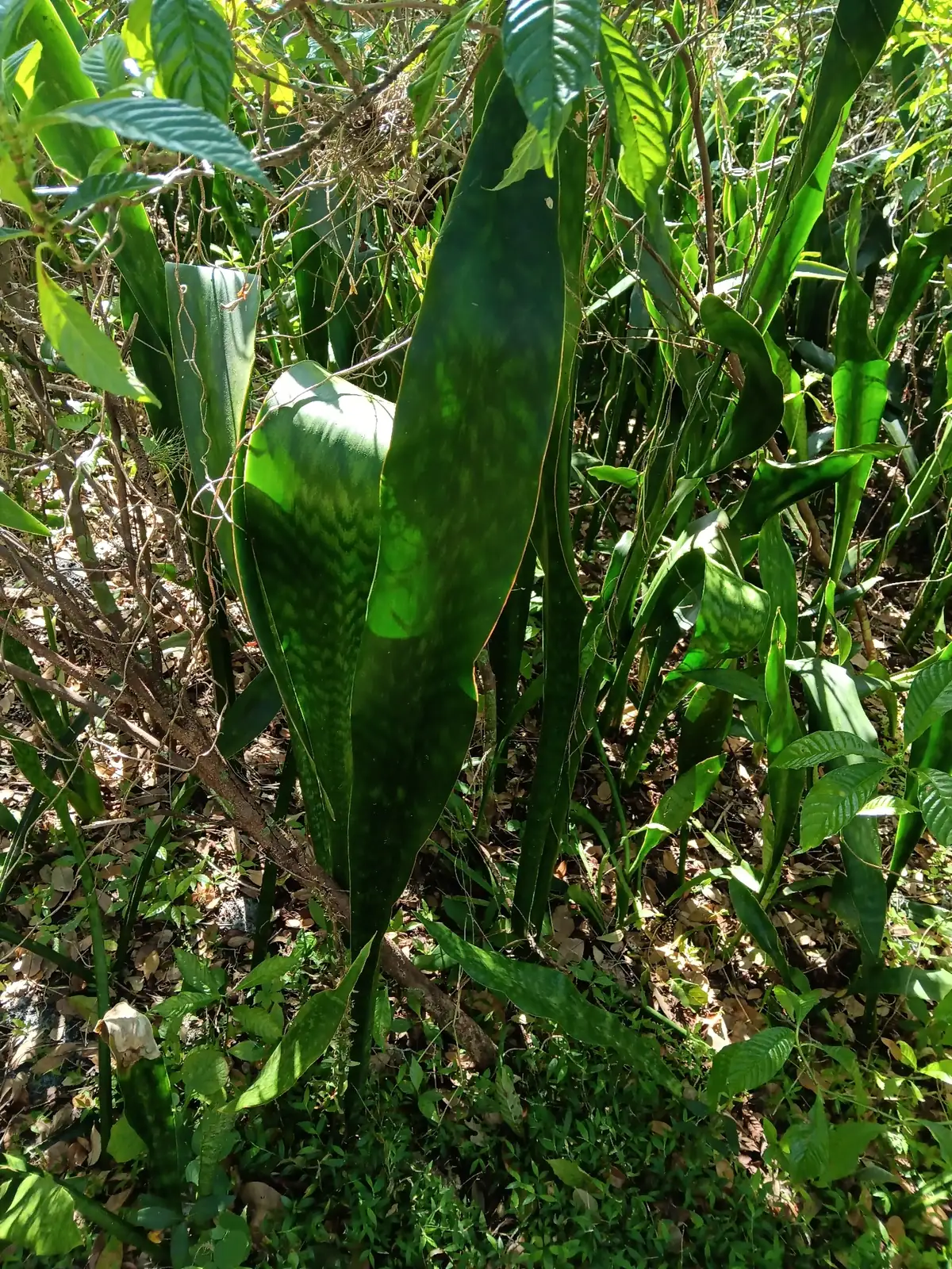 金边虎尾兰 (Dracaena trifasciata 'Laurentii') — 特写