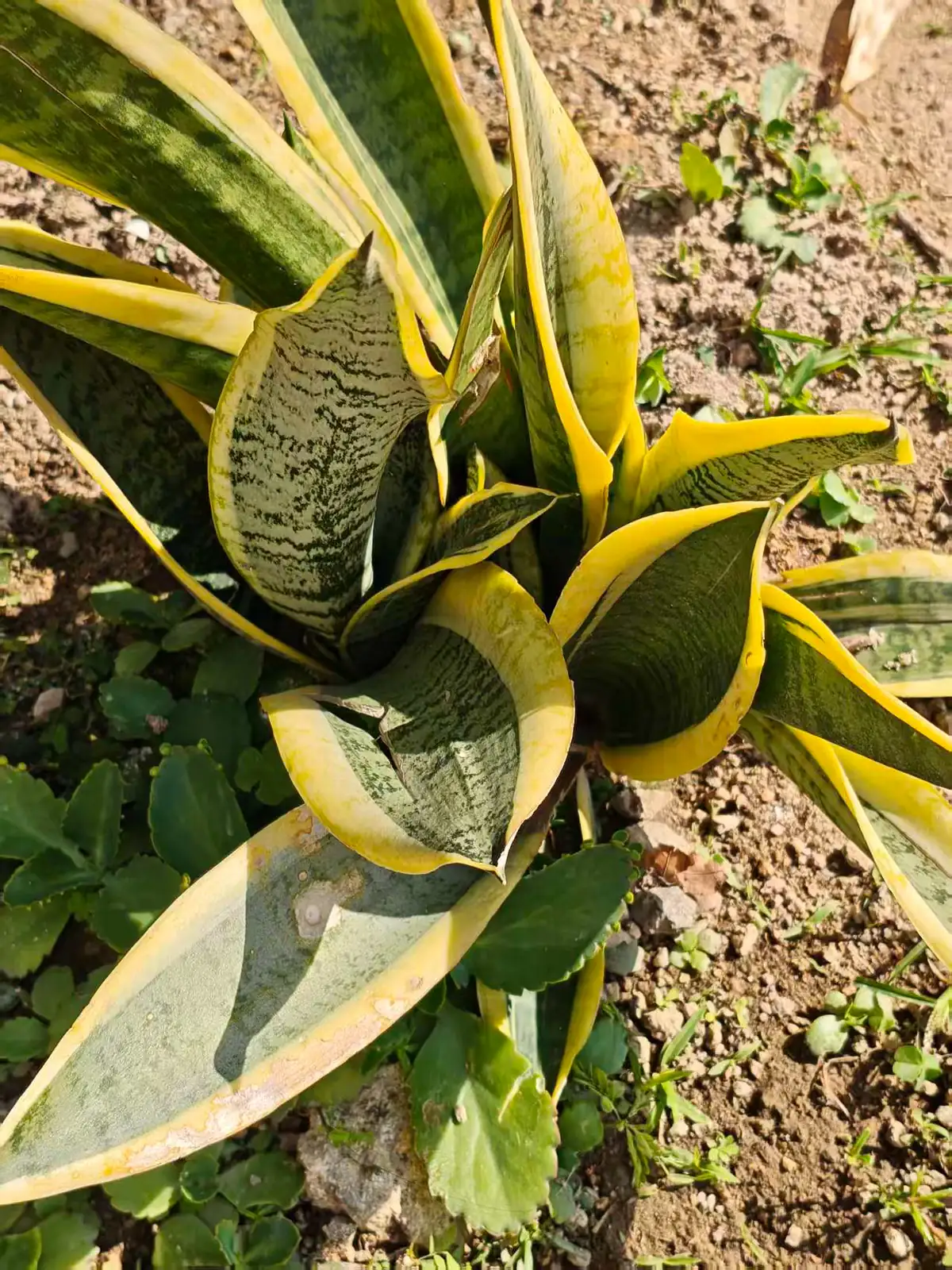 金边虎尾兰 (Dracaena trifasciata 'Laurentii') — 主图