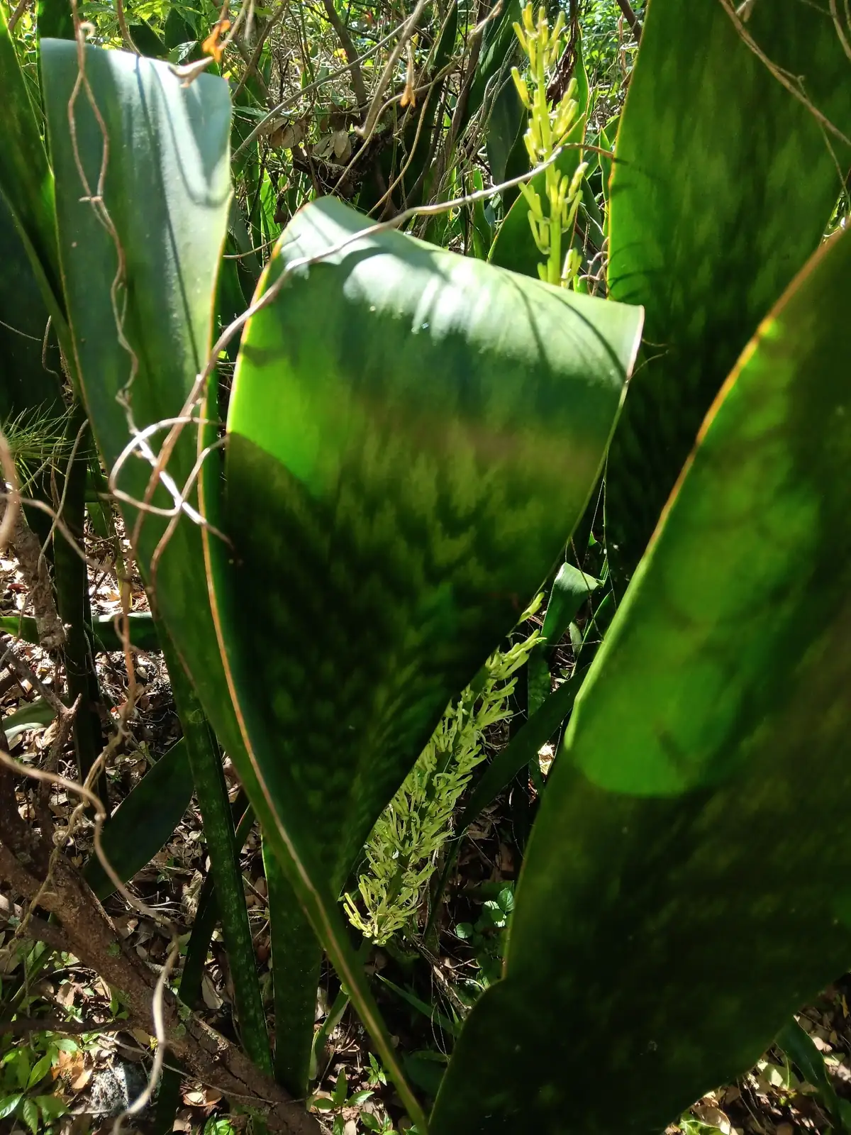 金边虎尾兰 (Dracaena trifasciata 'Laurentii') — 环境展示