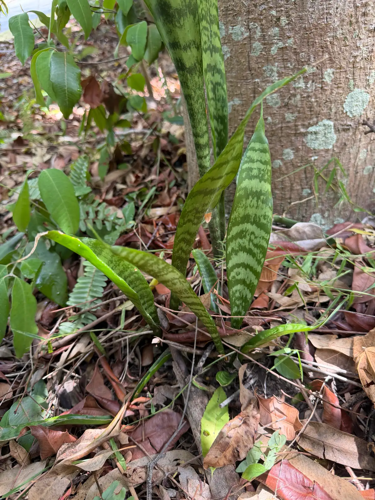 金边虎尾兰 (Dracaena trifasciata 'Laurentii') — 更多视角