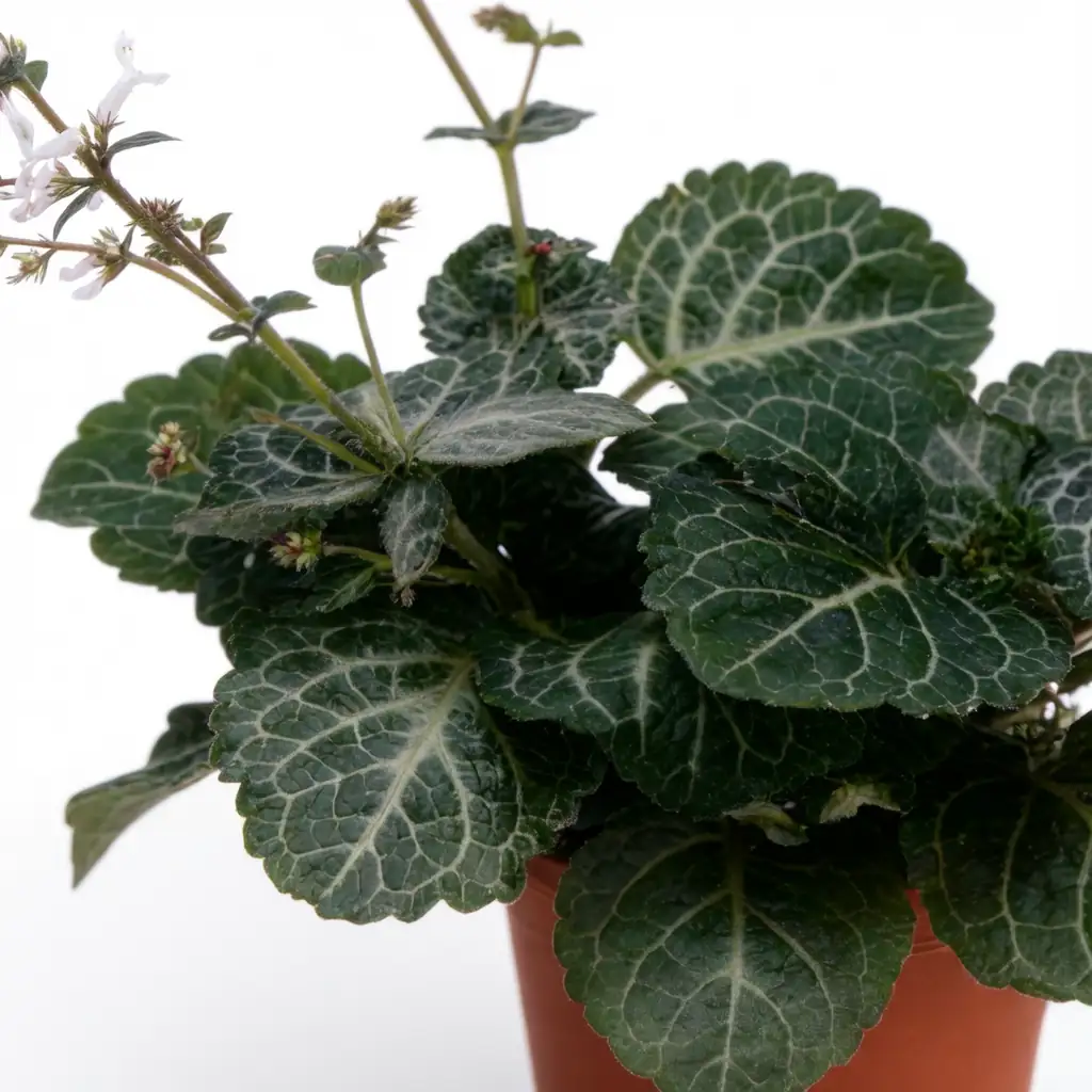 垂枝香茶菜 (Plectranthus sp.) — 细节