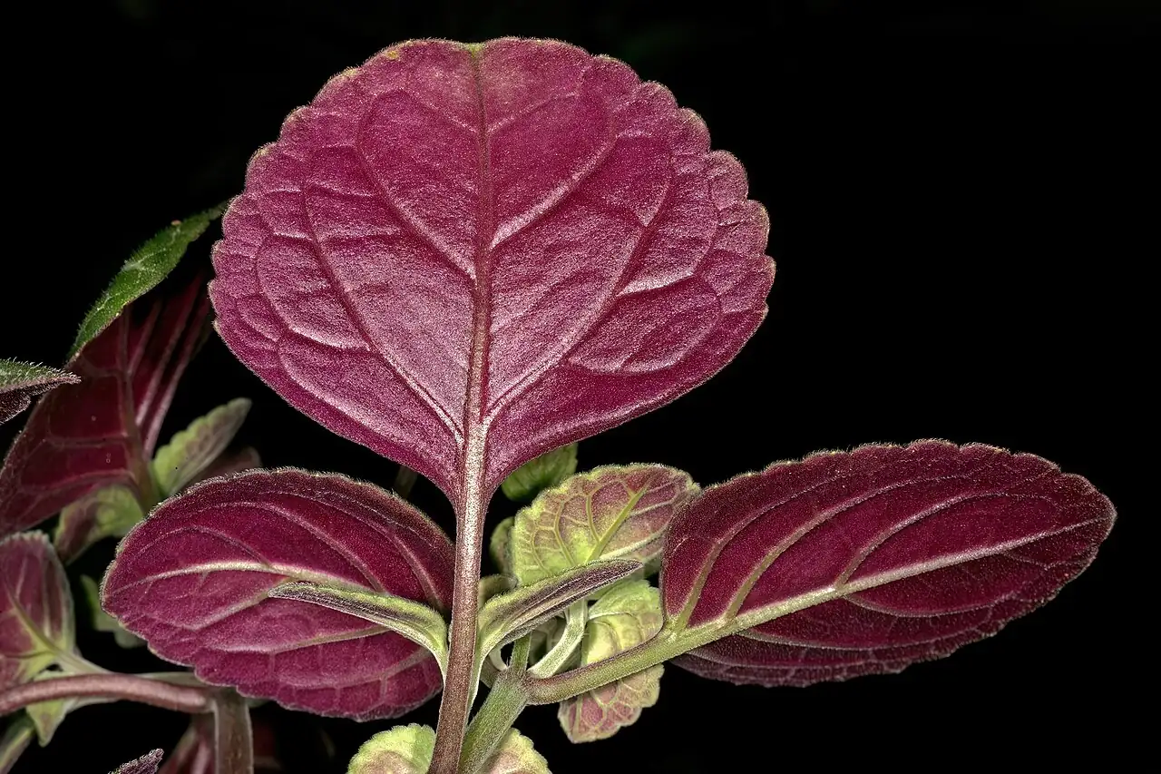 垂枝香茶菜 (Plectranthus sp.) — 主图