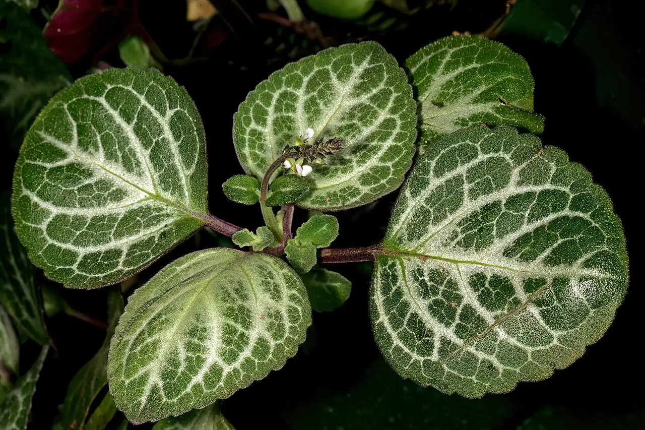 垂枝香茶菜 (Plectranthus sp.) — 特写