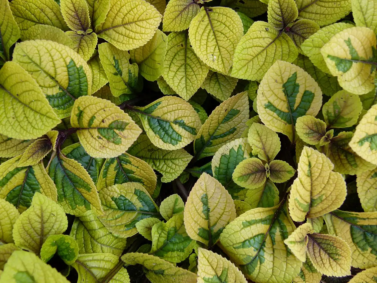 垂枝香茶菜 (Plectranthus sp.) — 环境展示