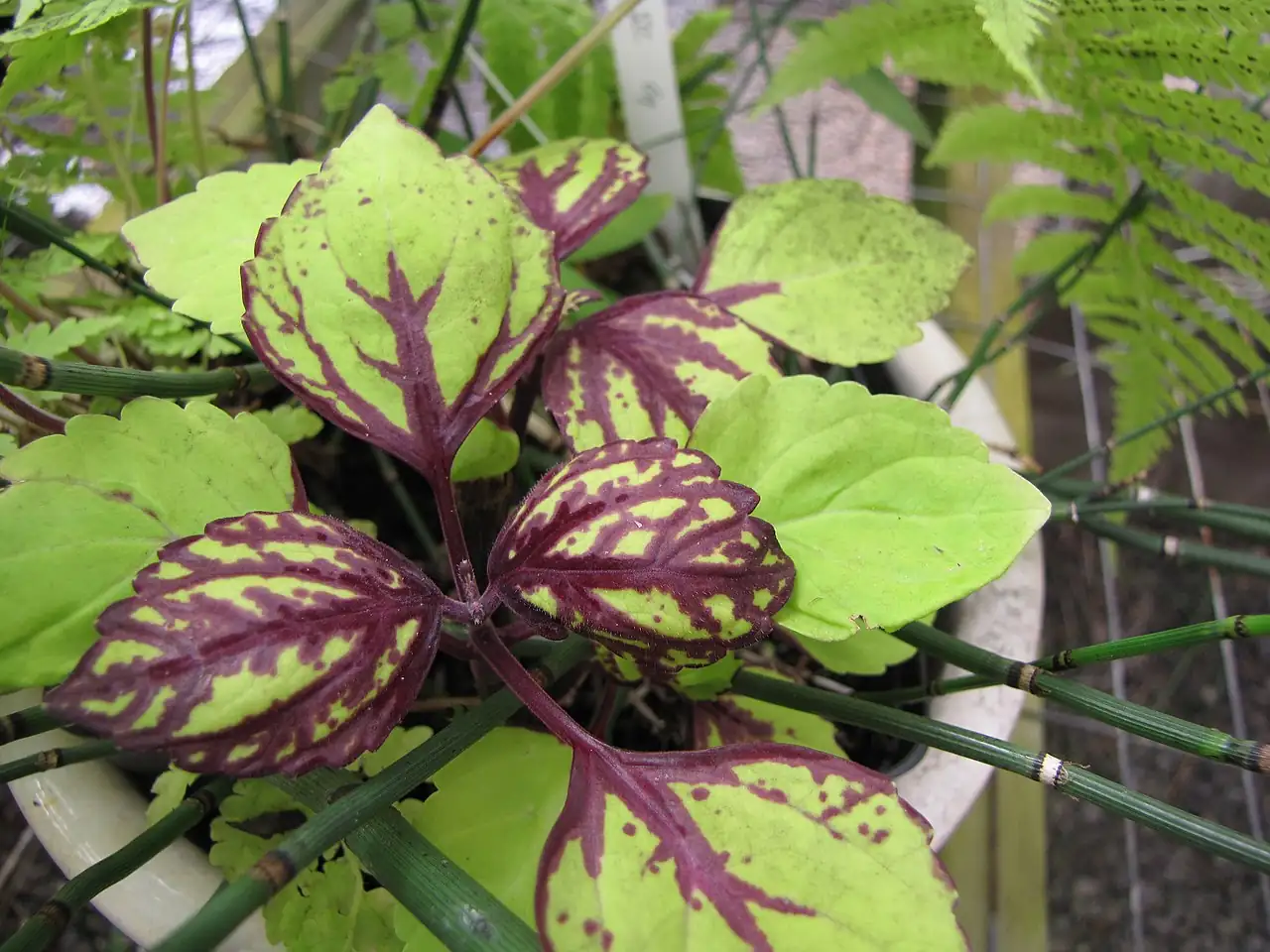 垂枝香茶菜 (Plectranthus sp.) — 更多视角