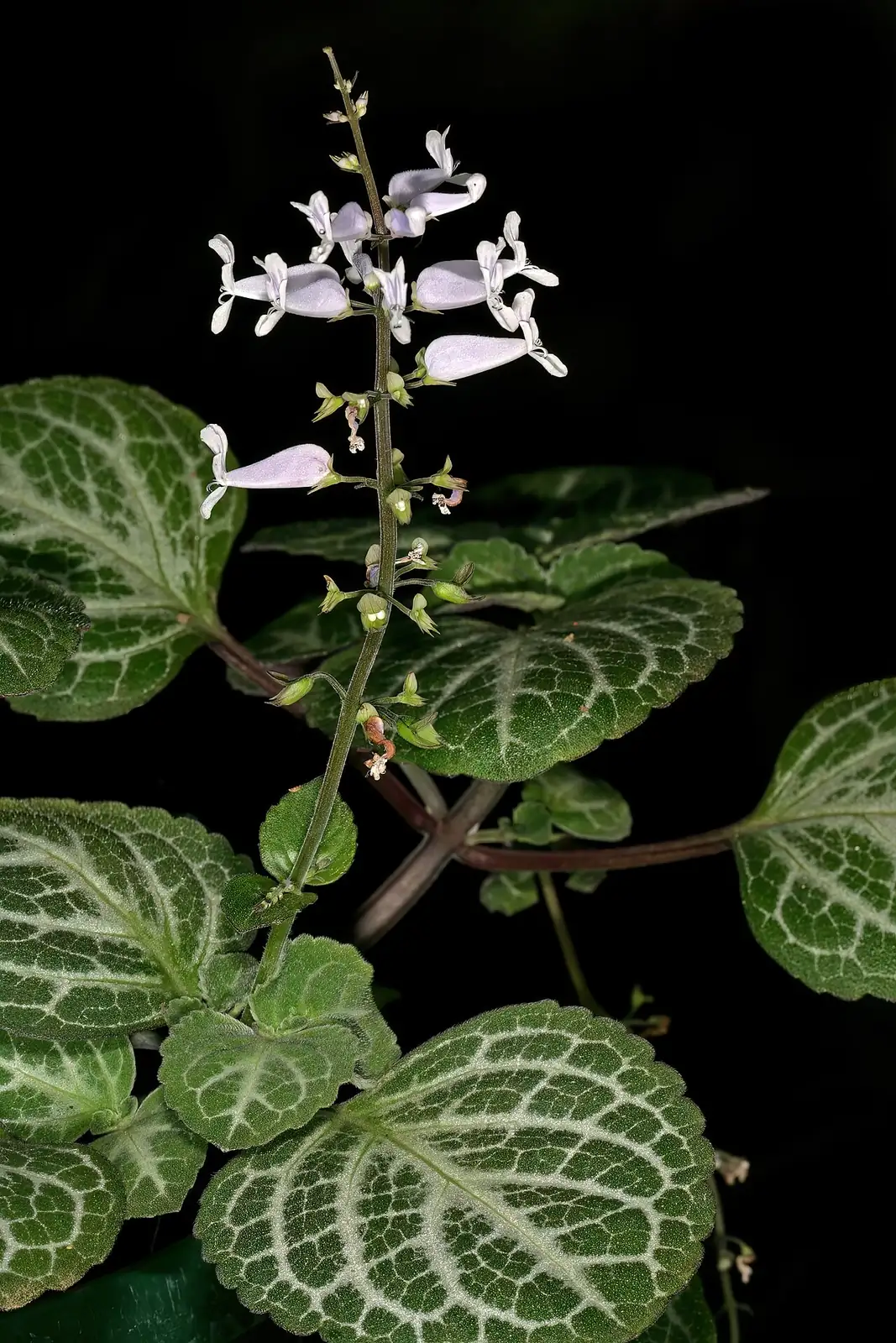 垂枝香茶菜 (Plectranthus sp.) — 更多视角