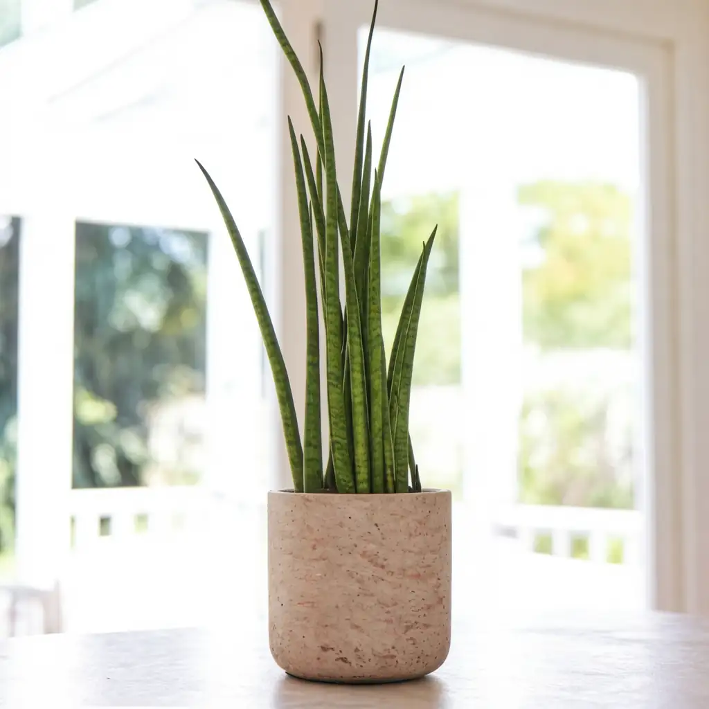 棒叶虎尾兰 (Dracaena angolensis) — 细节