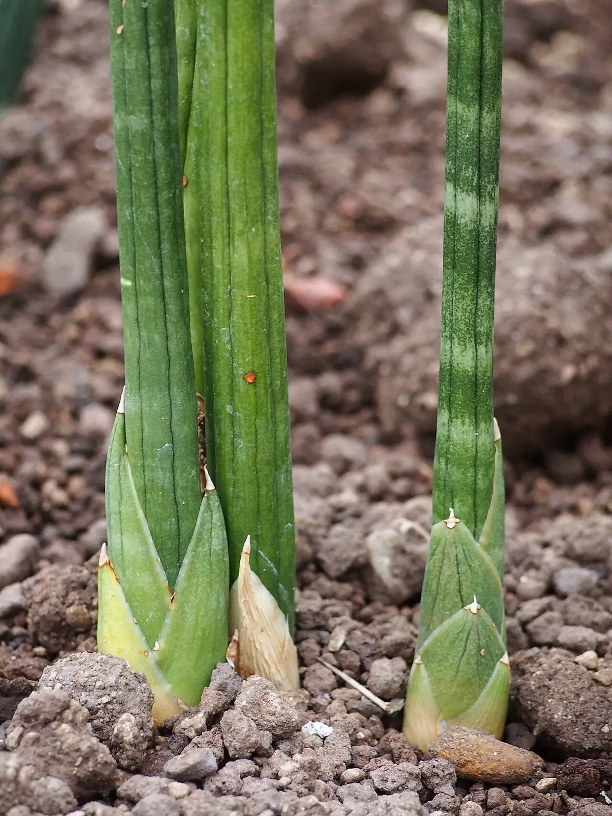 棒叶虎尾兰 (Dracaena angolensis) — 特写