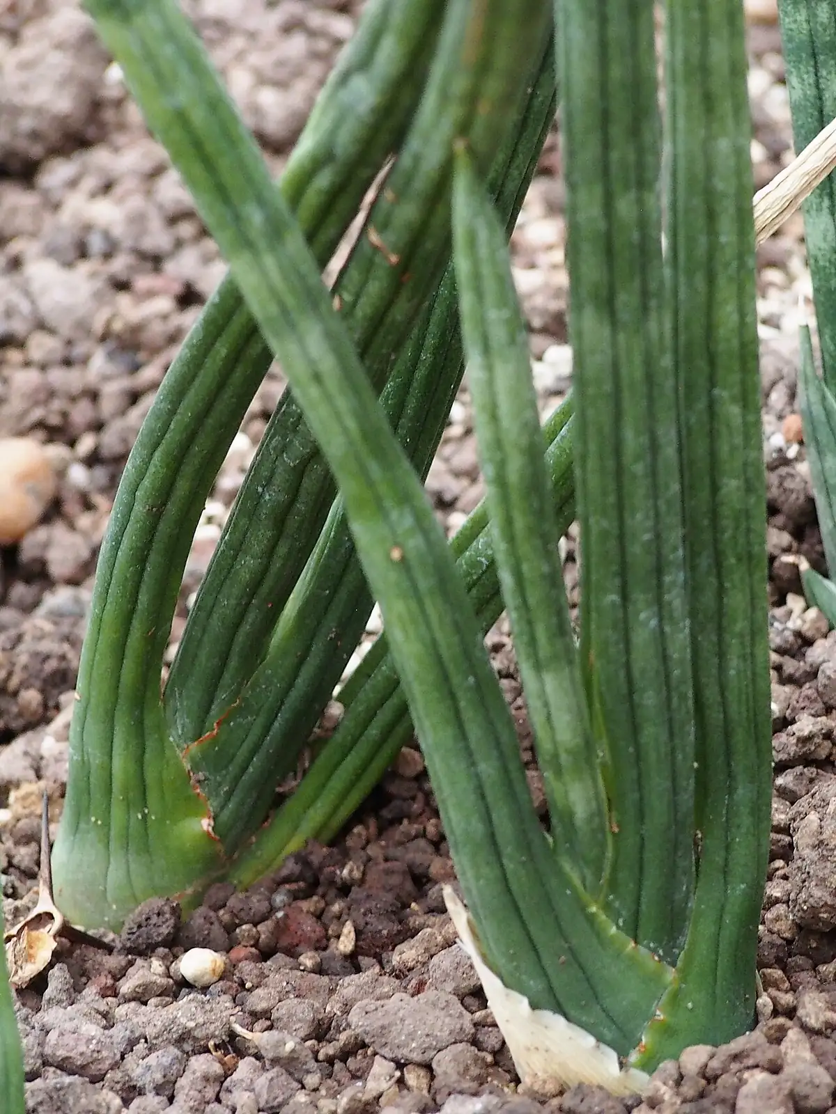 棒叶虎尾兰 (Dracaena angolensis) — 环境展示