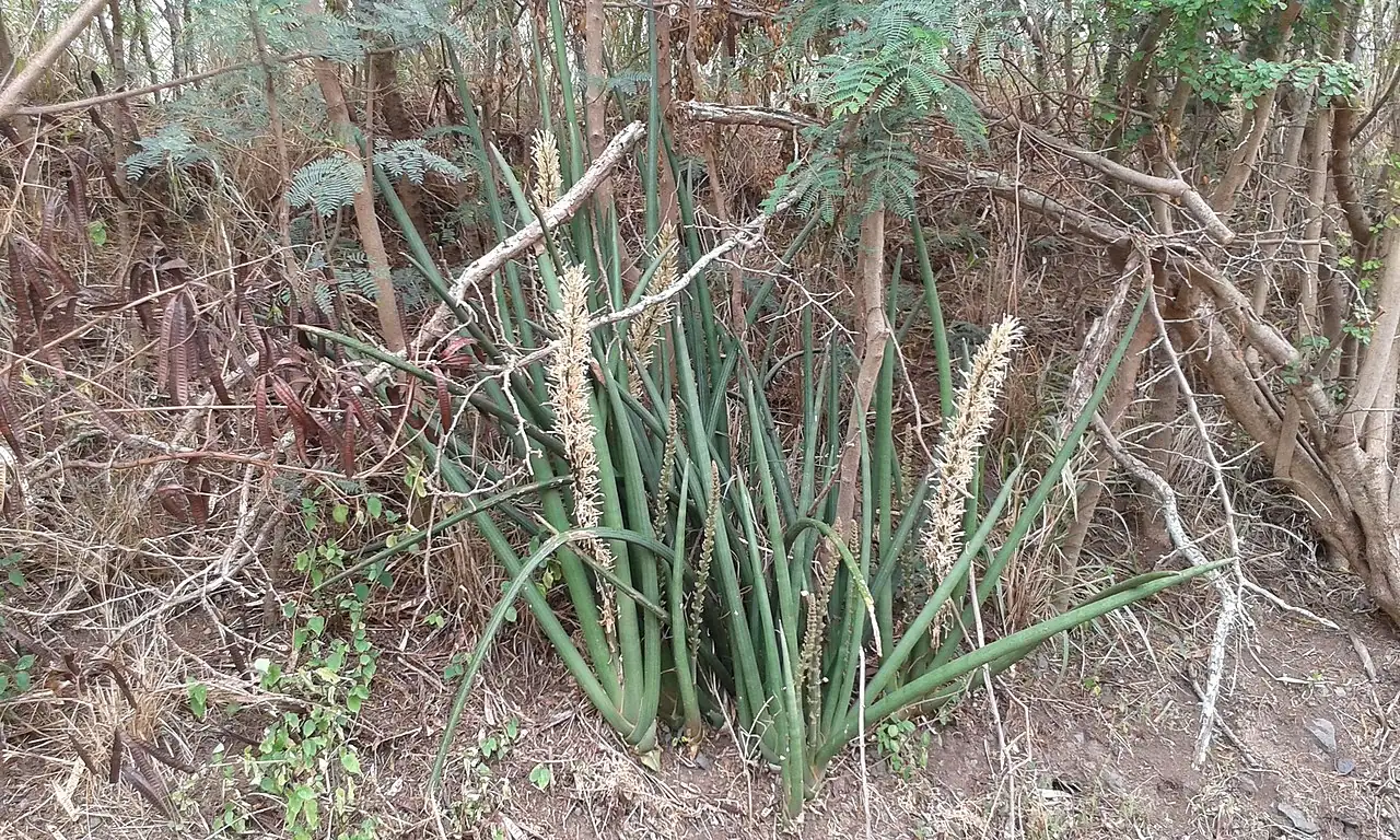 棒叶虎尾兰 (Dracaena angolensis) — 更多视角