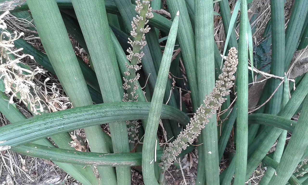 棒叶虎尾兰 (Dracaena angolensis) — 更多视角