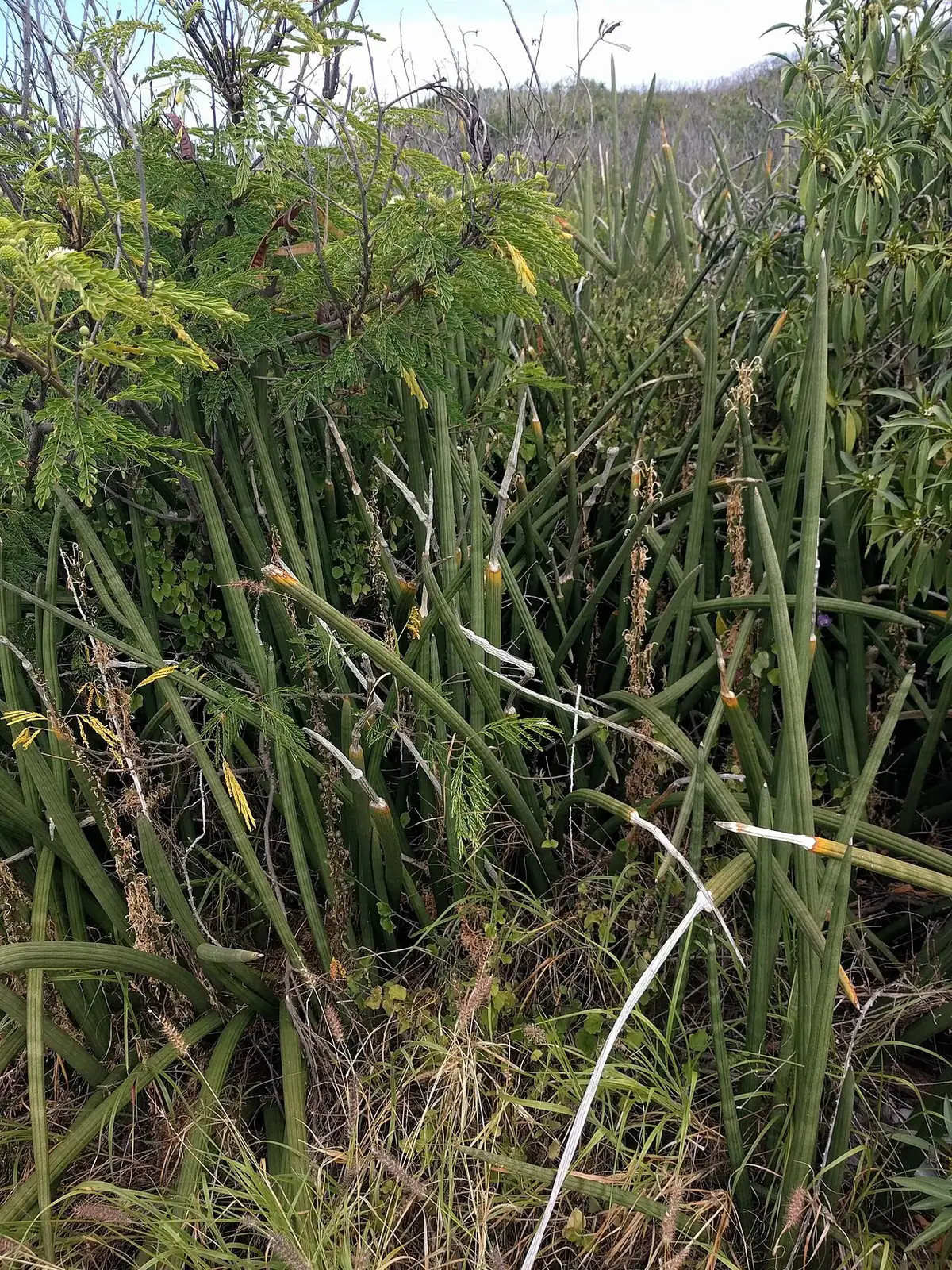 棒叶虎尾兰 (Dracaena angolensis) — 更多视角