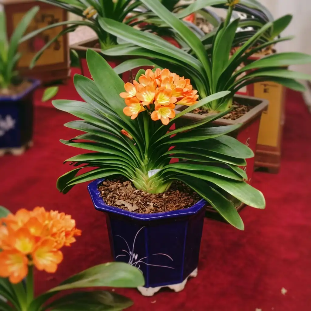 君子兰 (Clivia miniata) — 更多视角