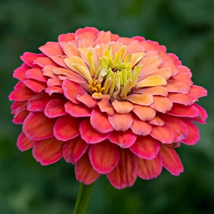 百日草 (Zinnia elegans Jacq.) — 主图