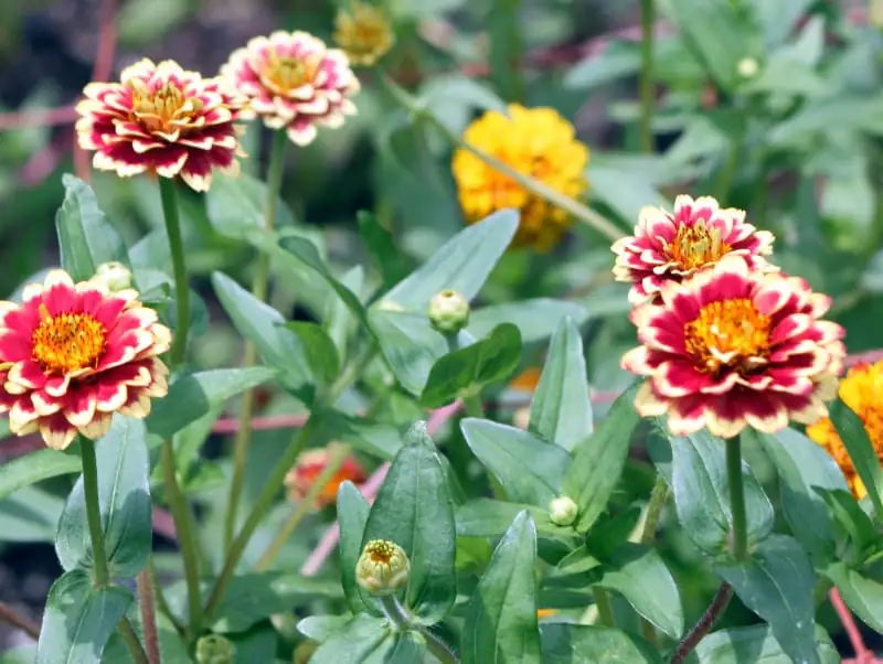 百日草 (Zinnia elegans Jacq.) — 细节