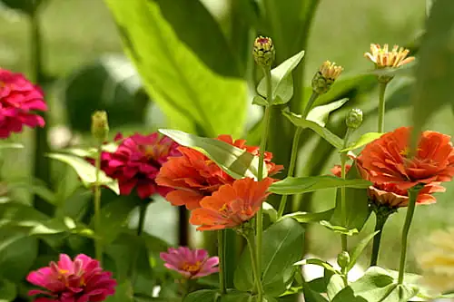 百日草 (Zinnia elegans Jacq.) — 特写