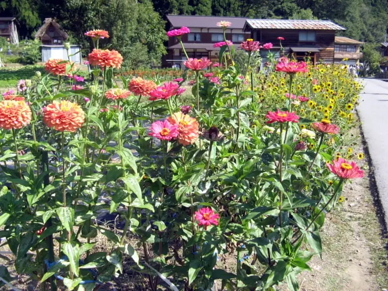 百日草 (Zinnia elegans Jacq.) — 环境展示