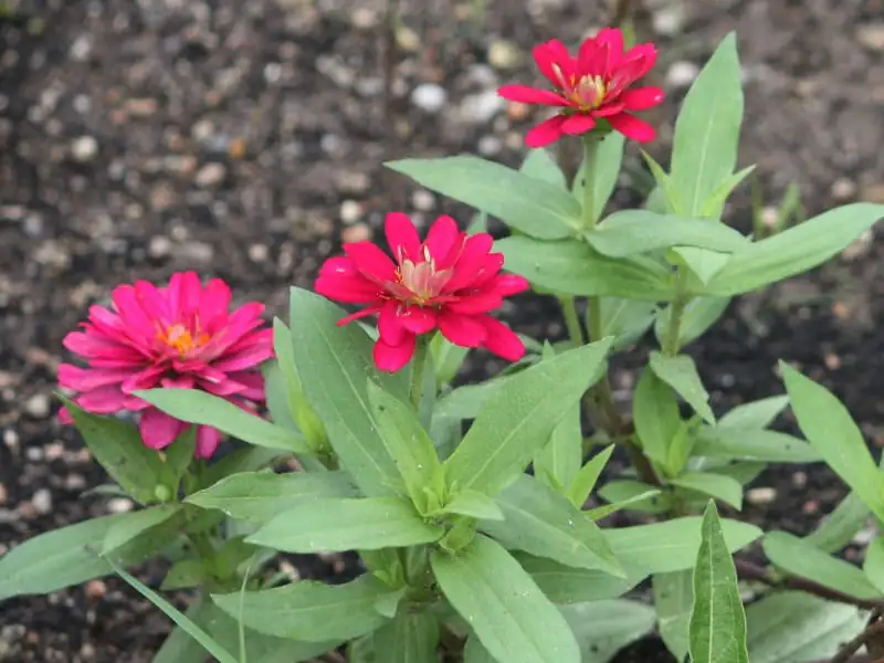百日草 (Zinnia elegans Jacq.) — 更多视角