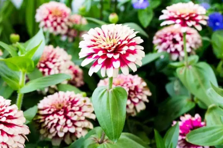 百日草 (Zinnia elegans Jacq.) — 更多视角