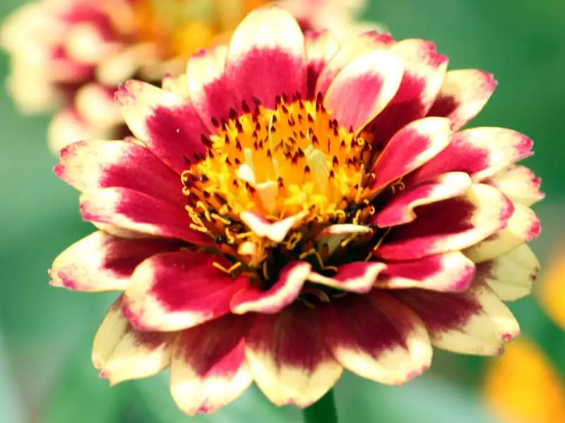 百日草 (Zinnia elegans Jacq.) — 更多视角