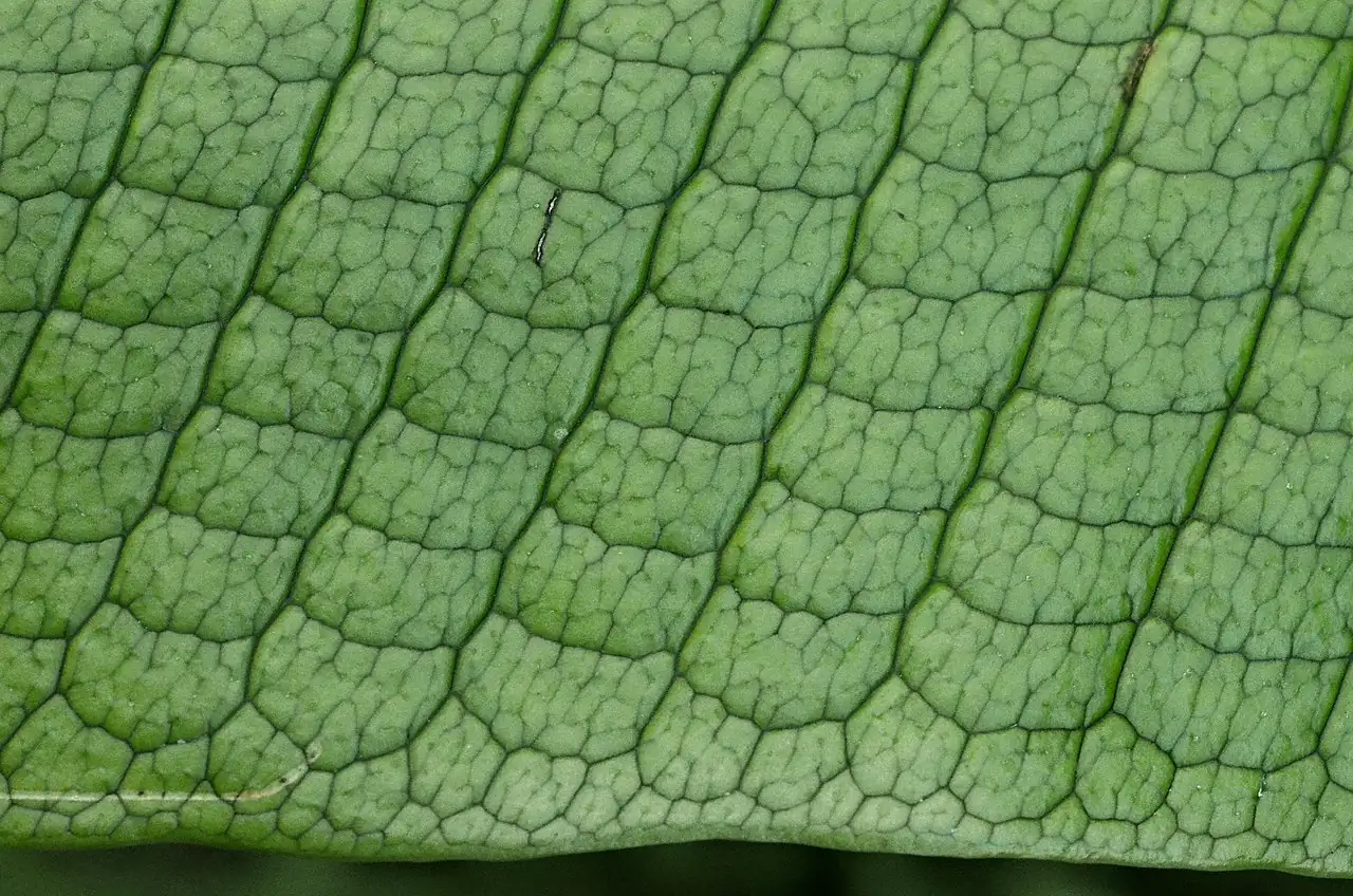 鳄鱼蕨 (Microsorum musifolium) — 更多视角