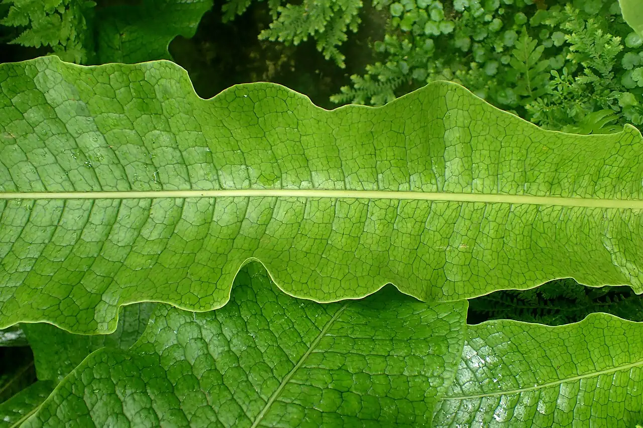 鳄鱼蕨 (Microsorum musifolium) — 特写