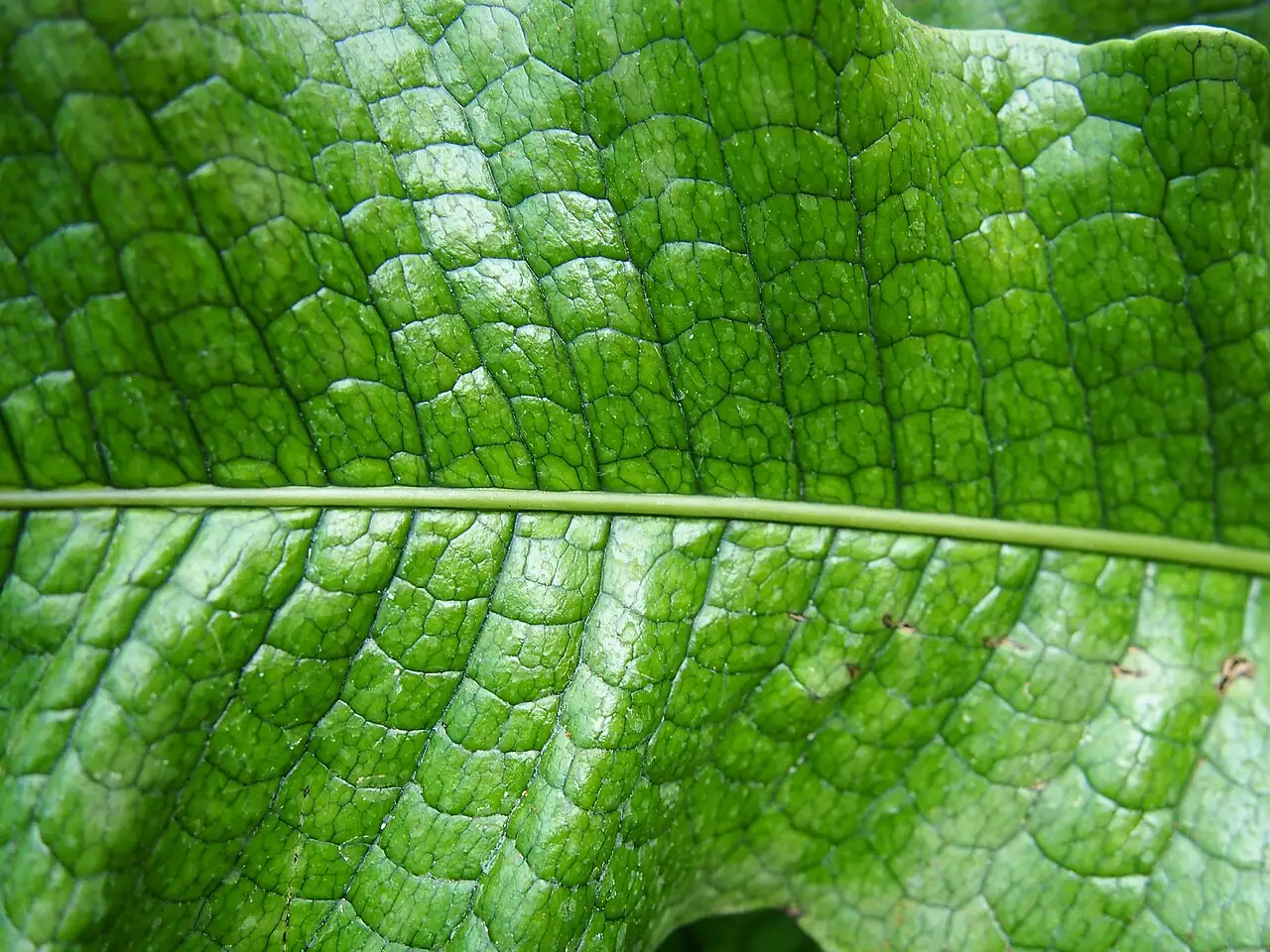 鳄鱼蕨 (Microsorum musifolium) — 环境展示