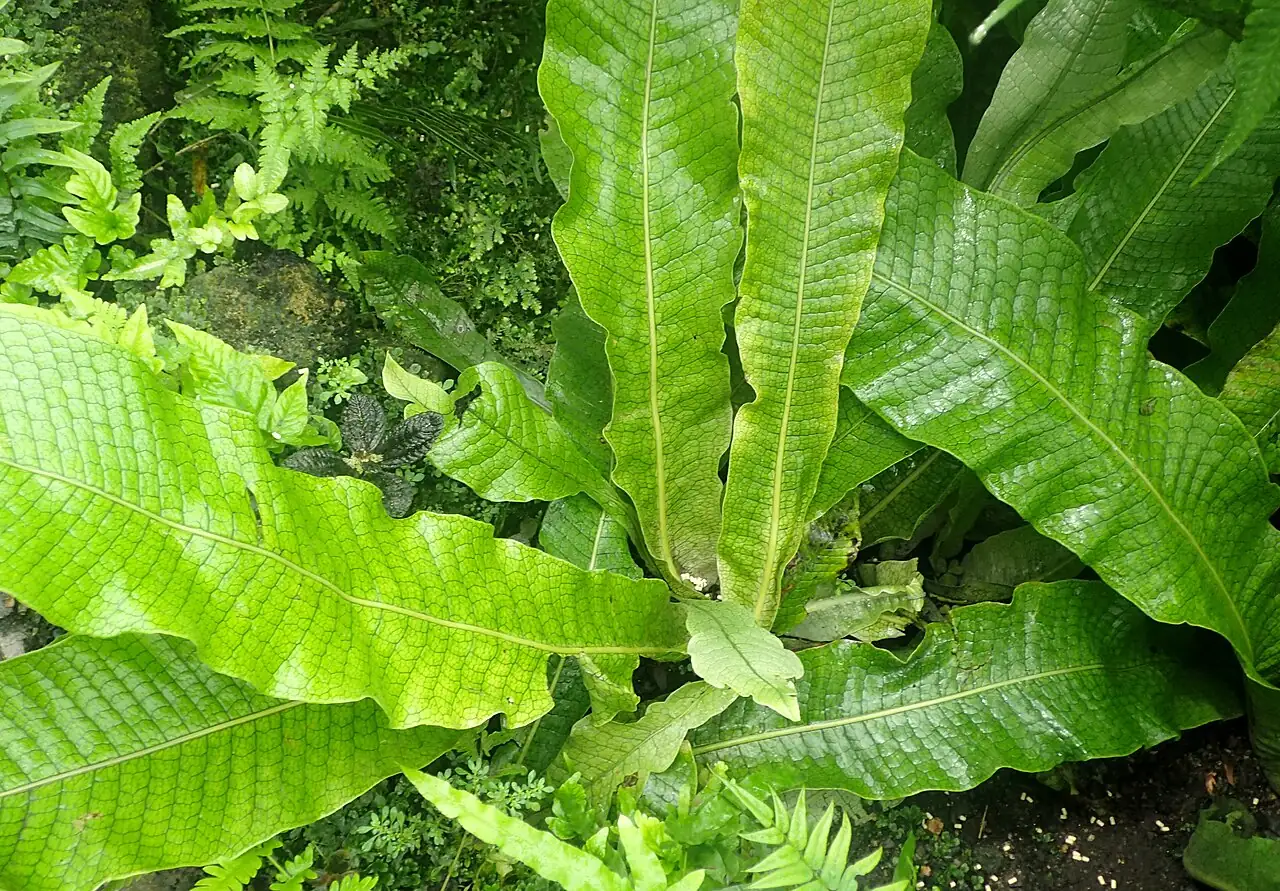 鳄鱼蕨 (Microsorum musifolium) — 主图