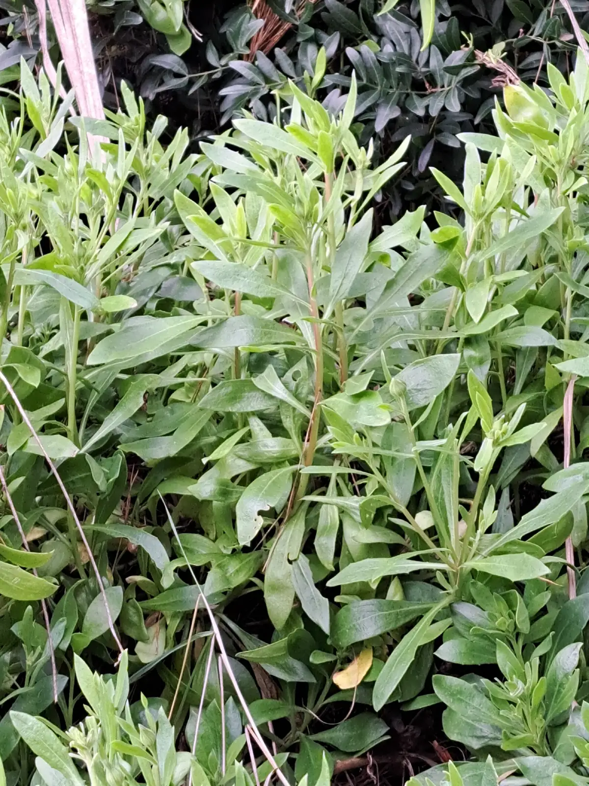 塔尔加海角苣苔 (Osteospermum ecklonis 'Targa') — 更多视角