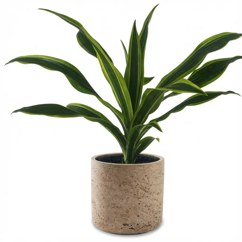 香龙血树 (Dracaena fragrans) — 细节