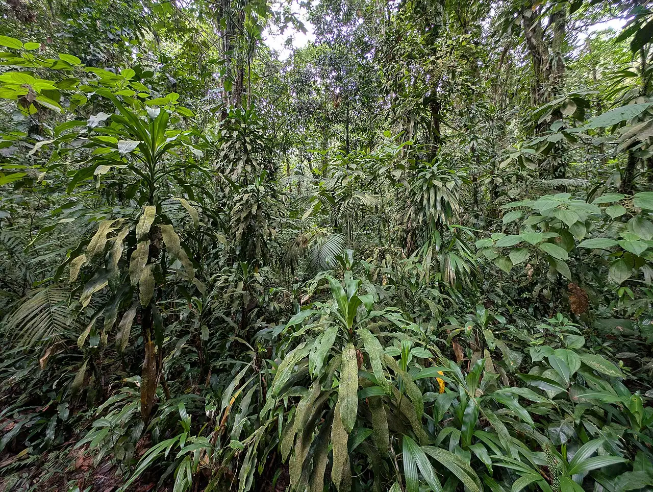 香龙血树 (Dracaena fragrans) — 特写