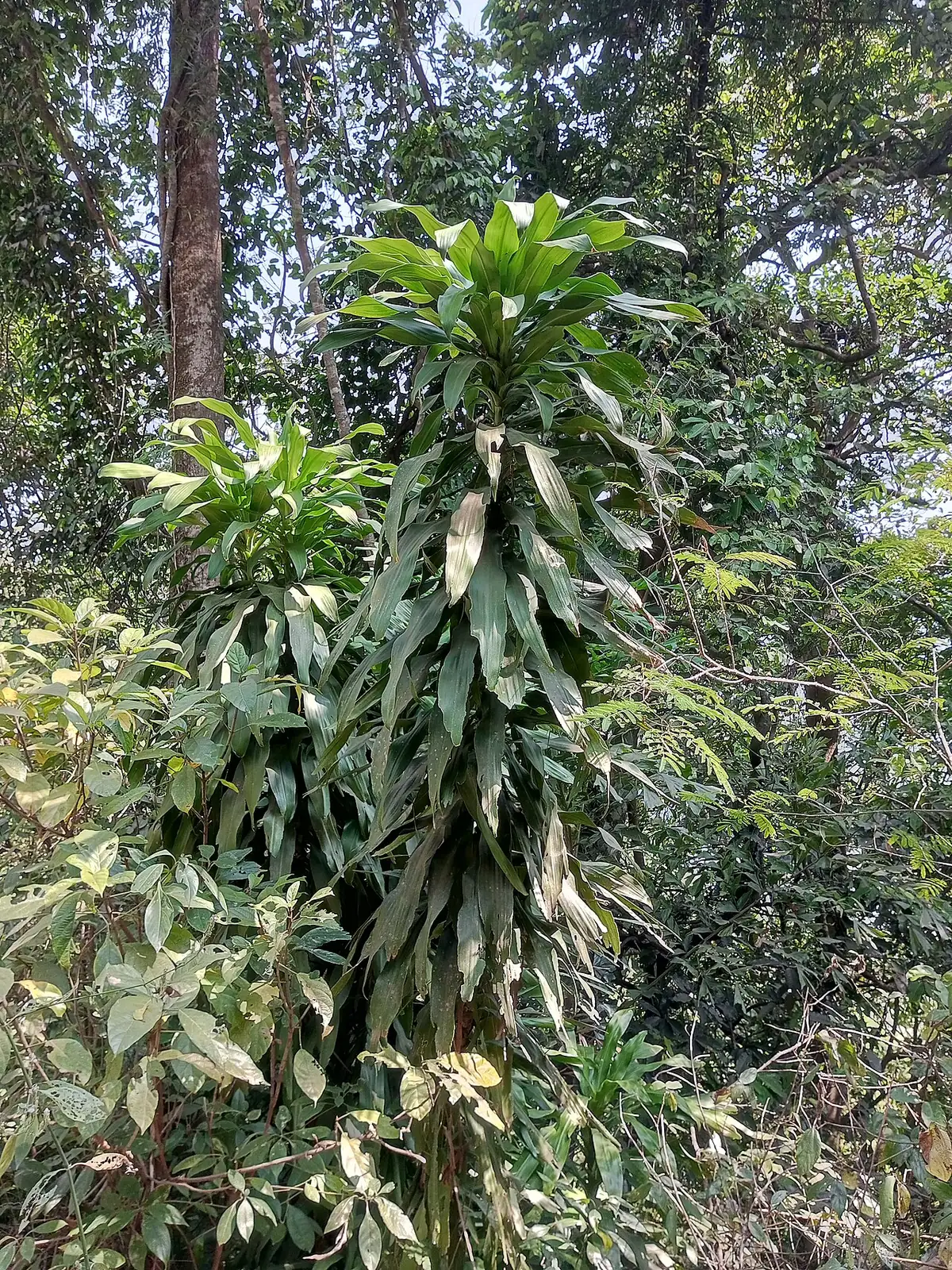 香龙血树 (Dracaena fragrans) — 环境展示
