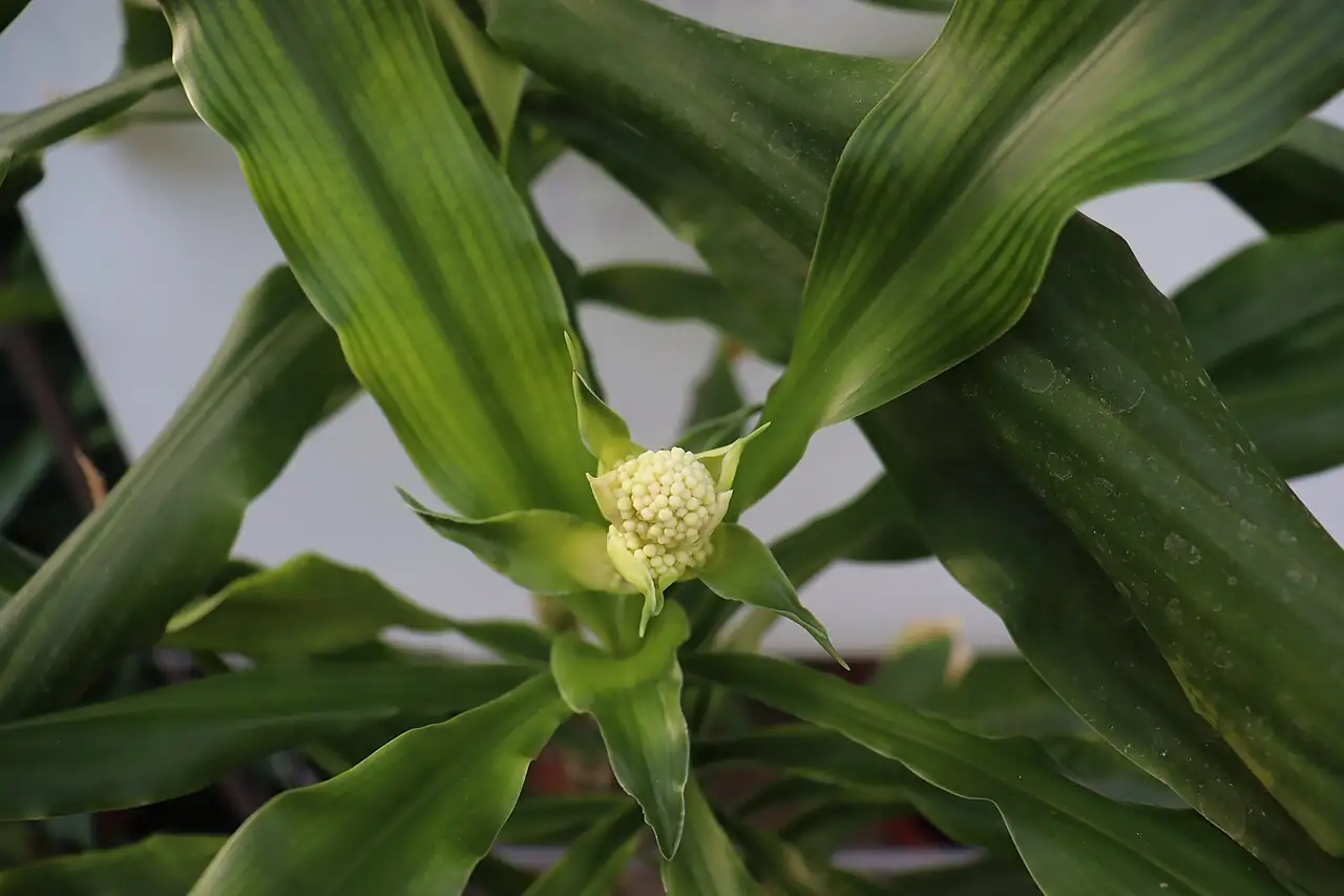 香龙血树 (Dracaena fragrans) — 主图