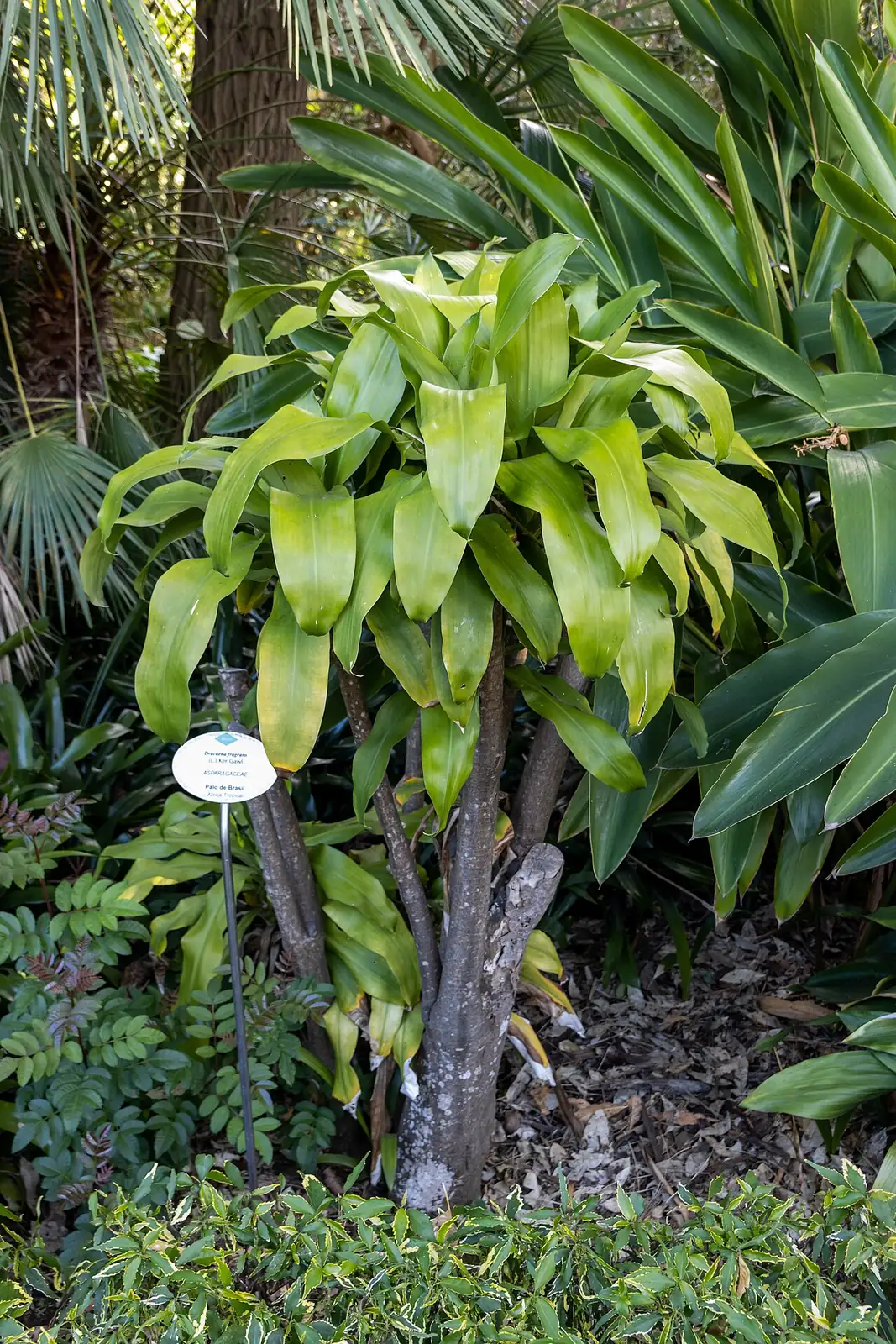 香龙血树 (Dracaena fragrans) — 更多视角