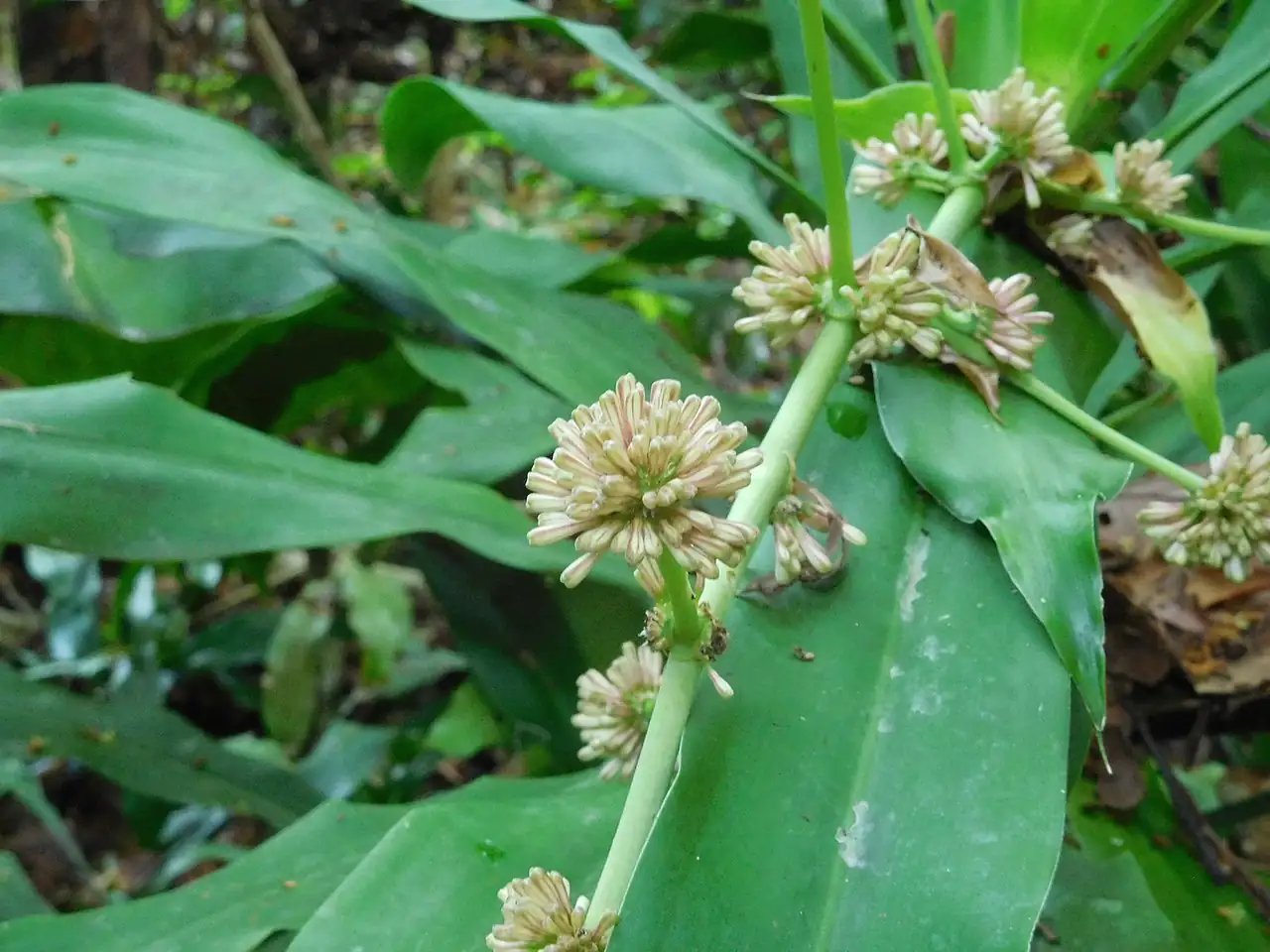 香龙血树 (Dracaena fragrans) — 更多视角