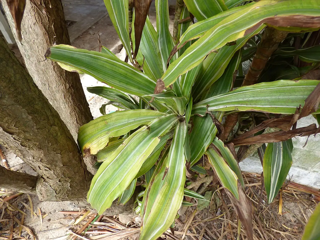 香龙血树 (Dracaena fragrans) — 更多视角